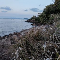 青物＆シーバス