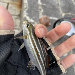 翼港でグレを狙った