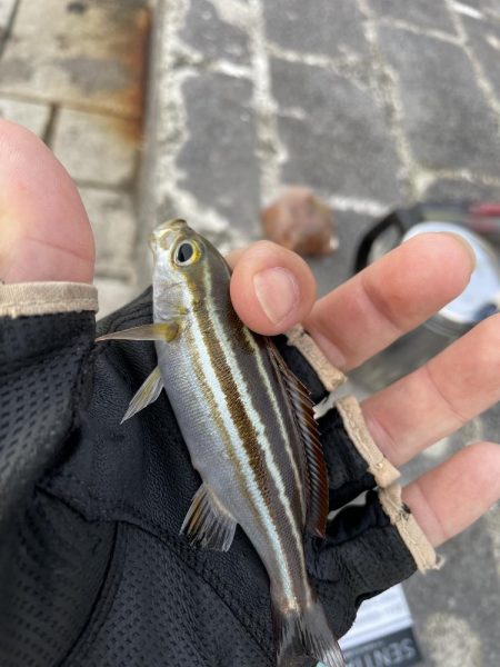 翼港でグレを狙った