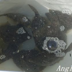 姫路のカワハギ、まだいける。