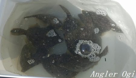 姫路のカワハギ、まだいける。