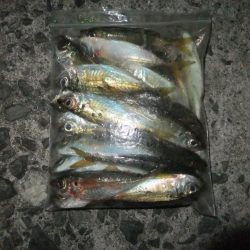 小アジ大漁