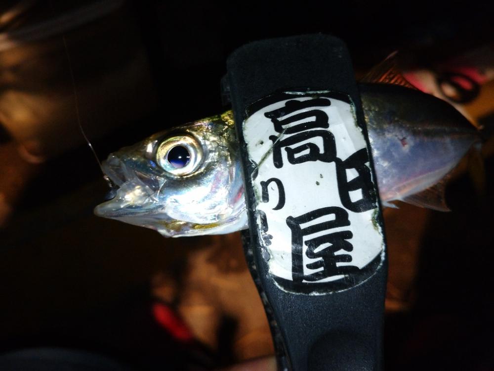 近所でアジング