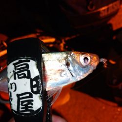 雨上がりアジング