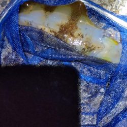 アオリイカ１杯！