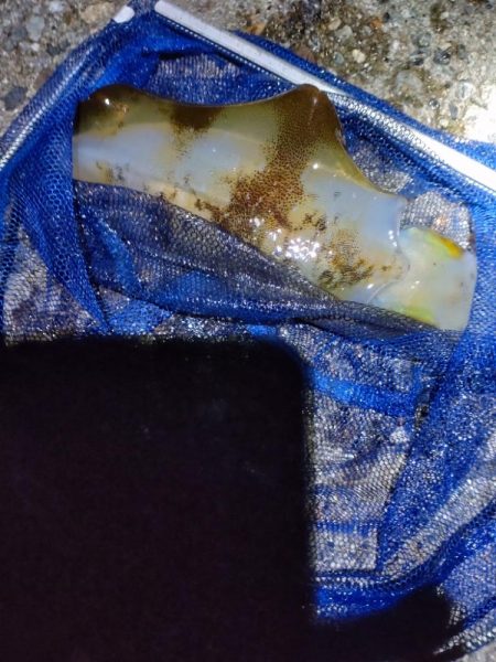 アオリイカ１杯！