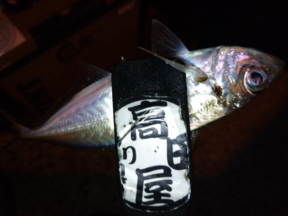 今夜のアジング