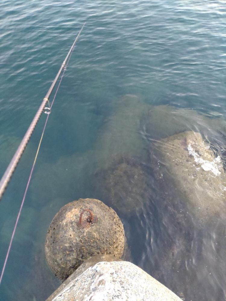 アオリイカ3杯＋２杯！