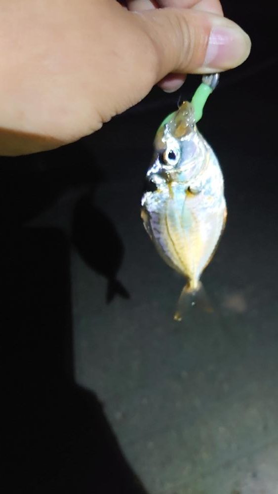 おぉ~渋いんかぁー