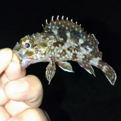 土砂降り五目釣り