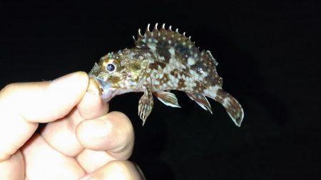 土砂降り五目釣り