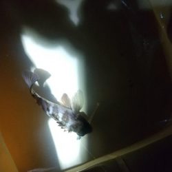 コモノ釣り楽し