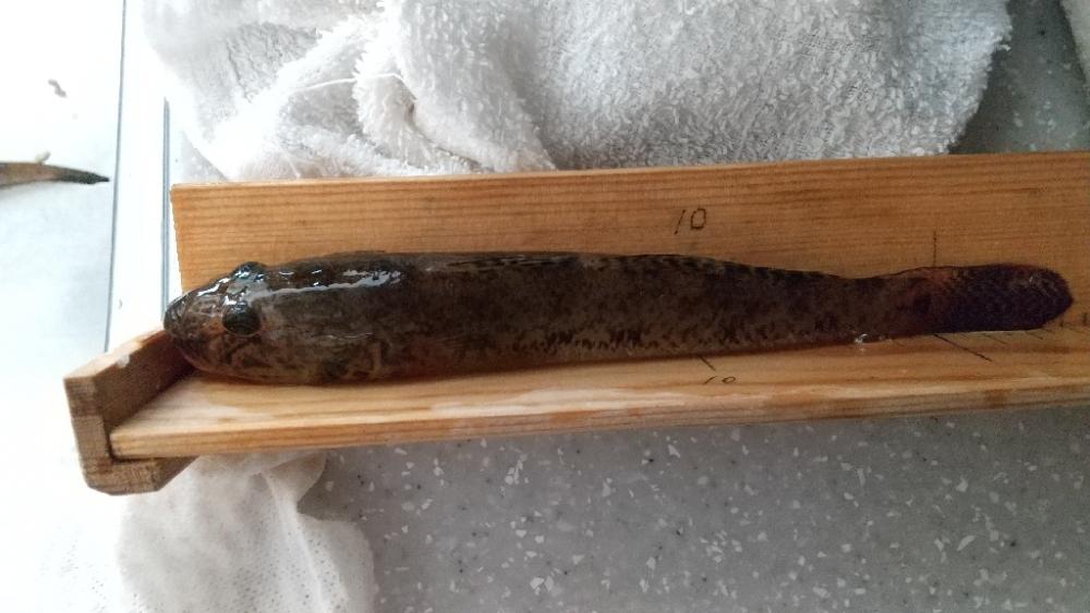 マハゼ大型狙い