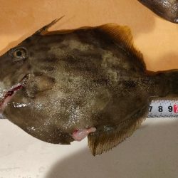 カワハギ釣り えさ政より