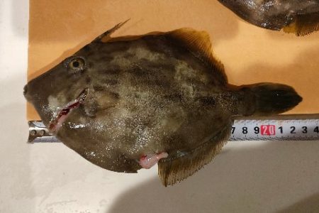 カワハギ釣り えさ政より