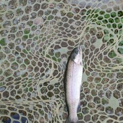 久しぶりの管理釣り場はなかなか楽しめました！