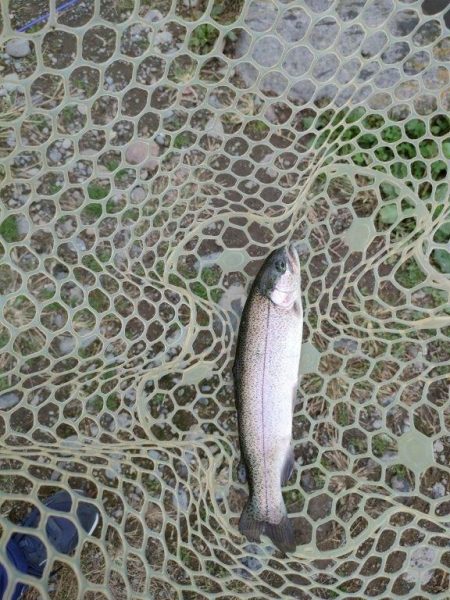 久しぶりの管理釣り場はなかなか楽しめました！