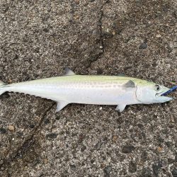 アジングのちショアジギ