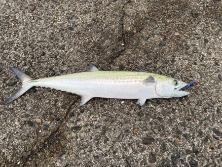 アジングのちショアジギ