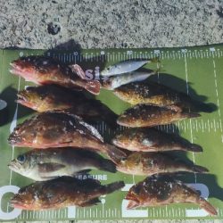 泉南ライトソルト好調