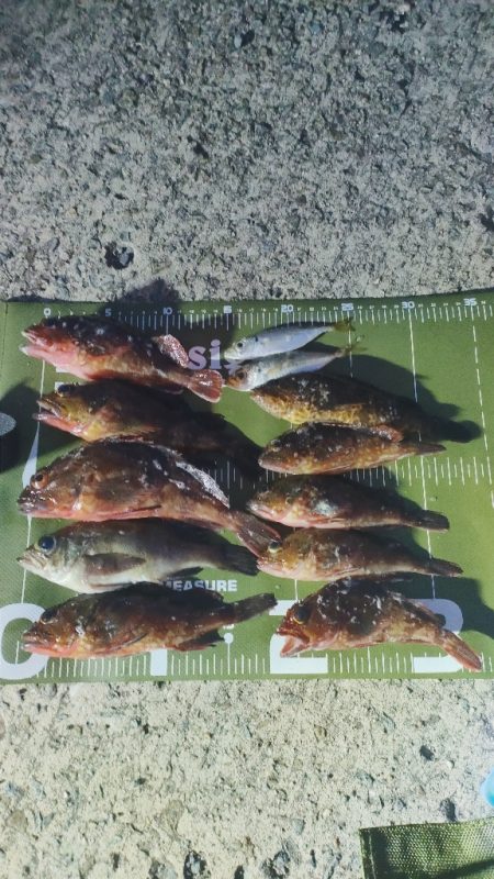 泉南ライトソルト好調