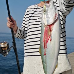 青物　アジのノマセ(泳がせ)釣りが楽しい！