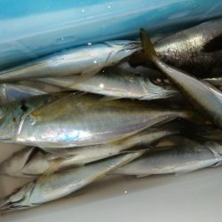 本日もアジ