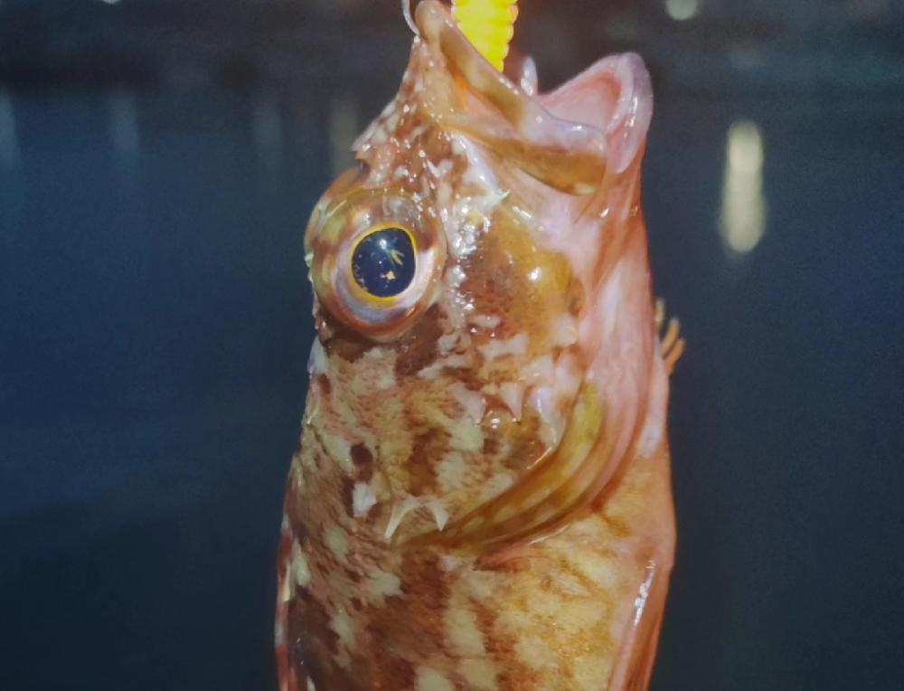 阪南ライトソルト