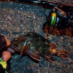 2023/11/07 南港ライトゲーム釣行　メバル狙い