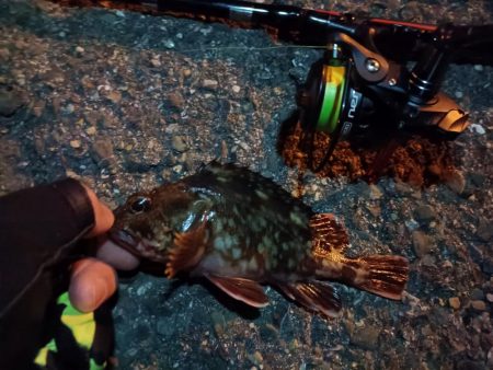 2023/11/07 南港ライトゲーム釣行　メバル狙い