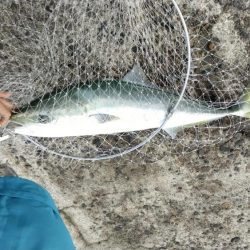 僅かな時合いが有りました