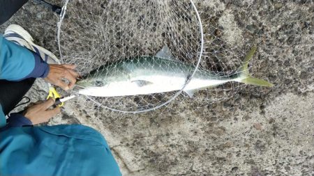 僅かな時合いが有りました