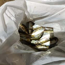 2023/11/11 南港ライトゲーム釣行 (小アジ狙い)