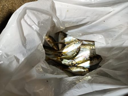 2023/11/11 南港ライトゲーム釣行 (小アジ狙い)