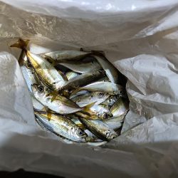 2023/11/13 南港ライトゲーム釣行 (小アジ狙い)