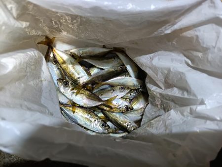 2023/11/13 南港ライトゲーム釣行 (小アジ狙い)