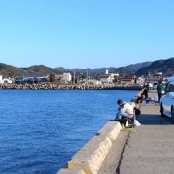 淡路都志港の落ちギス調査