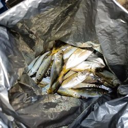 2023/11/14 南港ライトゲーム釣行 (アジ狙い)