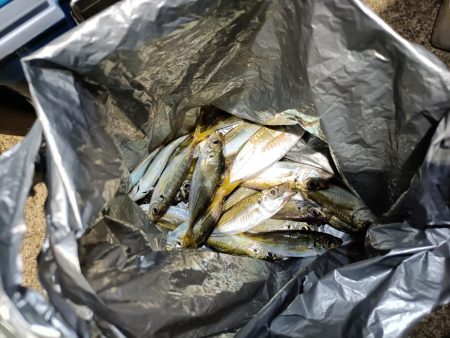 2023/11/14 南港ライトゲーム釣行 (アジ狙い)