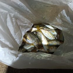 2023/11/15 南港ライトゲーム釣行 (アジ狙い)