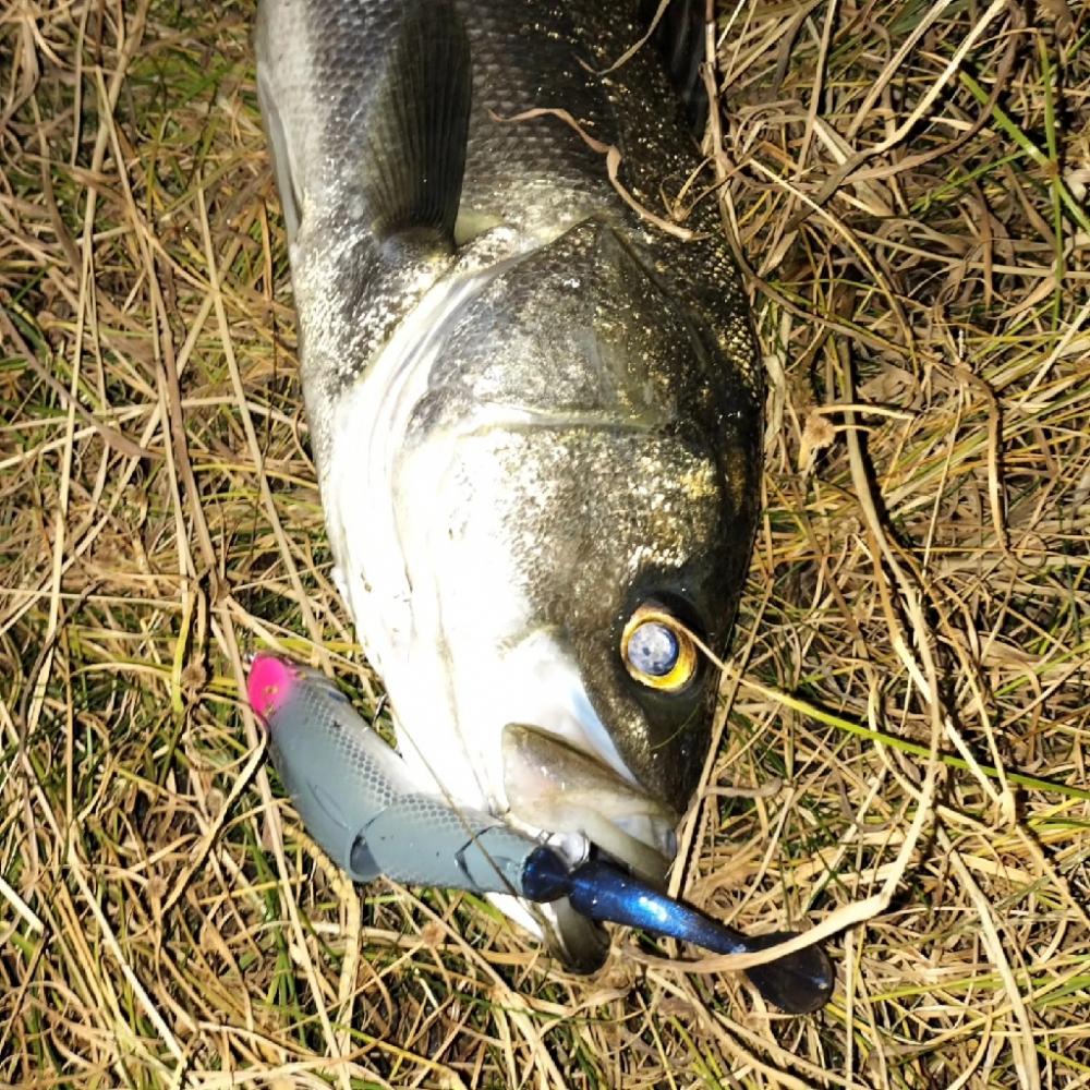 ランカーシーバス