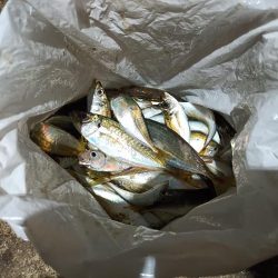 2023/11/22 南港ライトゲーム釣行 (アジ狙い)