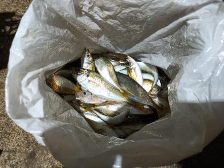 2023/11/22 南港ライトゲーム釣行 (アジ狙い)