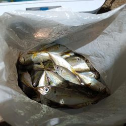 2023/11/23 南港ライトゲーム釣行 (アジ狙い)