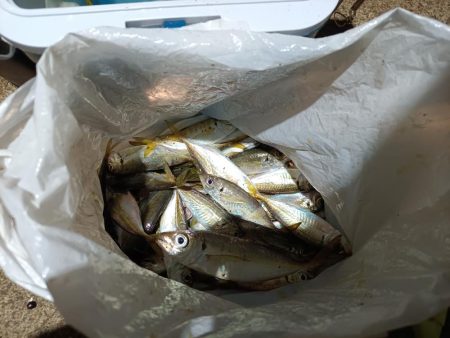 2023/11/23 南港ライトゲーム釣行 (アジ狙い)