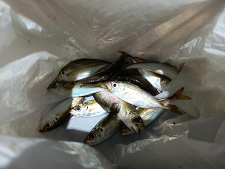 2023/11/24 南港ライトゲーム釣行…