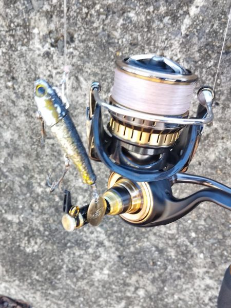 まさかのサワラ♪