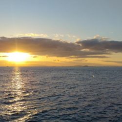 播磨新島のキス調査