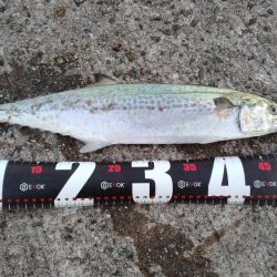 渋々の中武庫川一文字でサゴシ