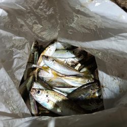 2023/11/26 南港ライトゲーム釣行 (アジ狙い)